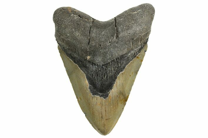 Serrated, Fossil Megalodon Tooth - North Carolina #338540